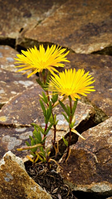 o que é ser resiliente